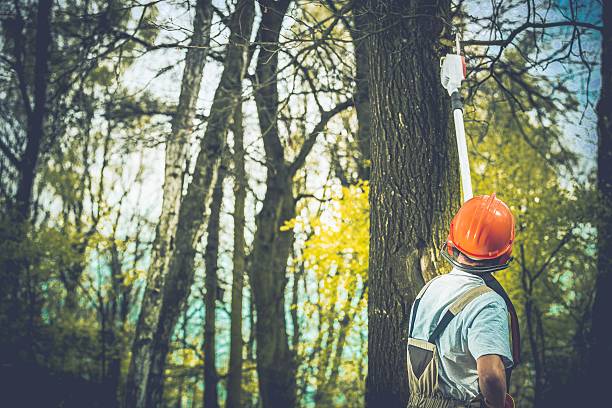Best Tree and Shrub Care  in Wild Peach Village, TX